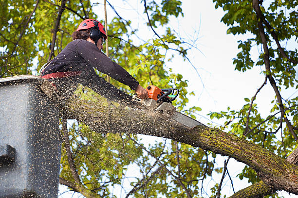 Best Lawn Watering Services  in Mansfield, OH